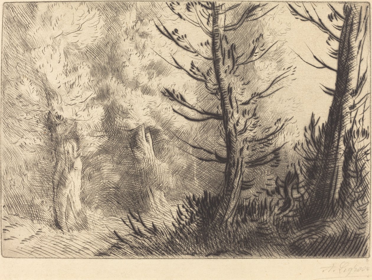 枫丹白露的森林》(Dans le foret de Fontainebleau) 作者 阿方斯·莱格罗斯（Alphonse Legros）