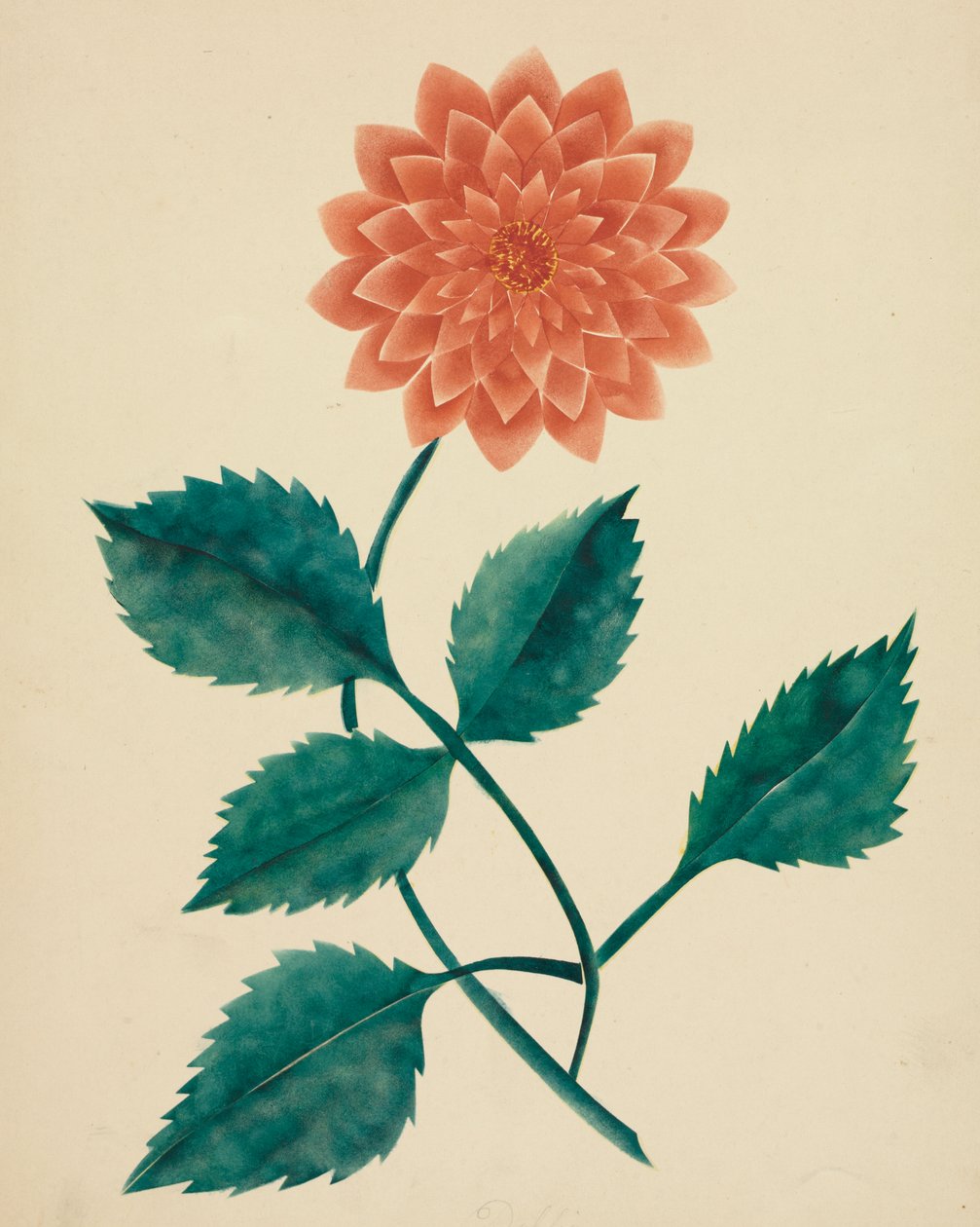大丽花（水彩画） 作者 阿尔塔·玛丽·尼姆斯