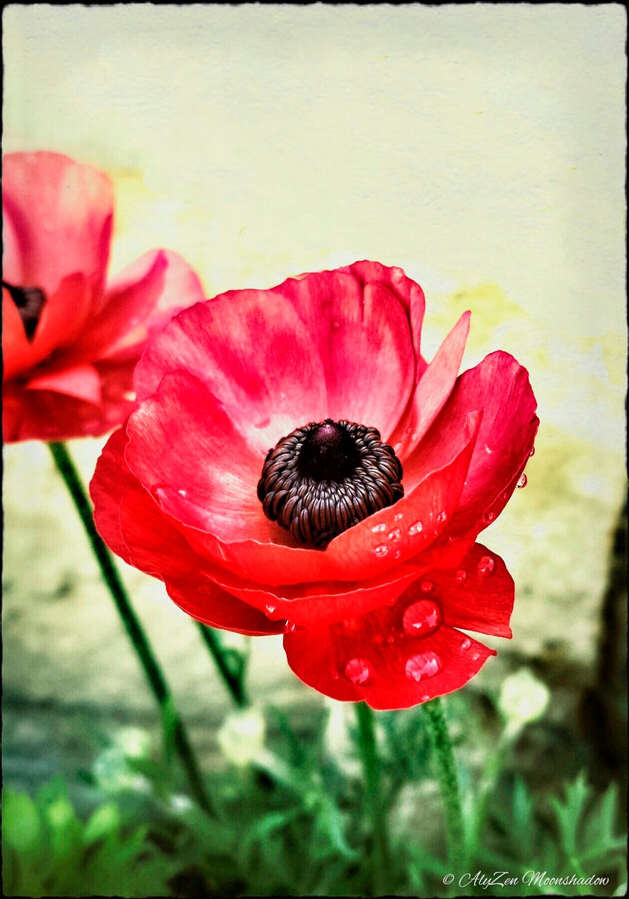 Red Anemone，2013，（数字混合媒体电话） 作者 艾丽森·月影