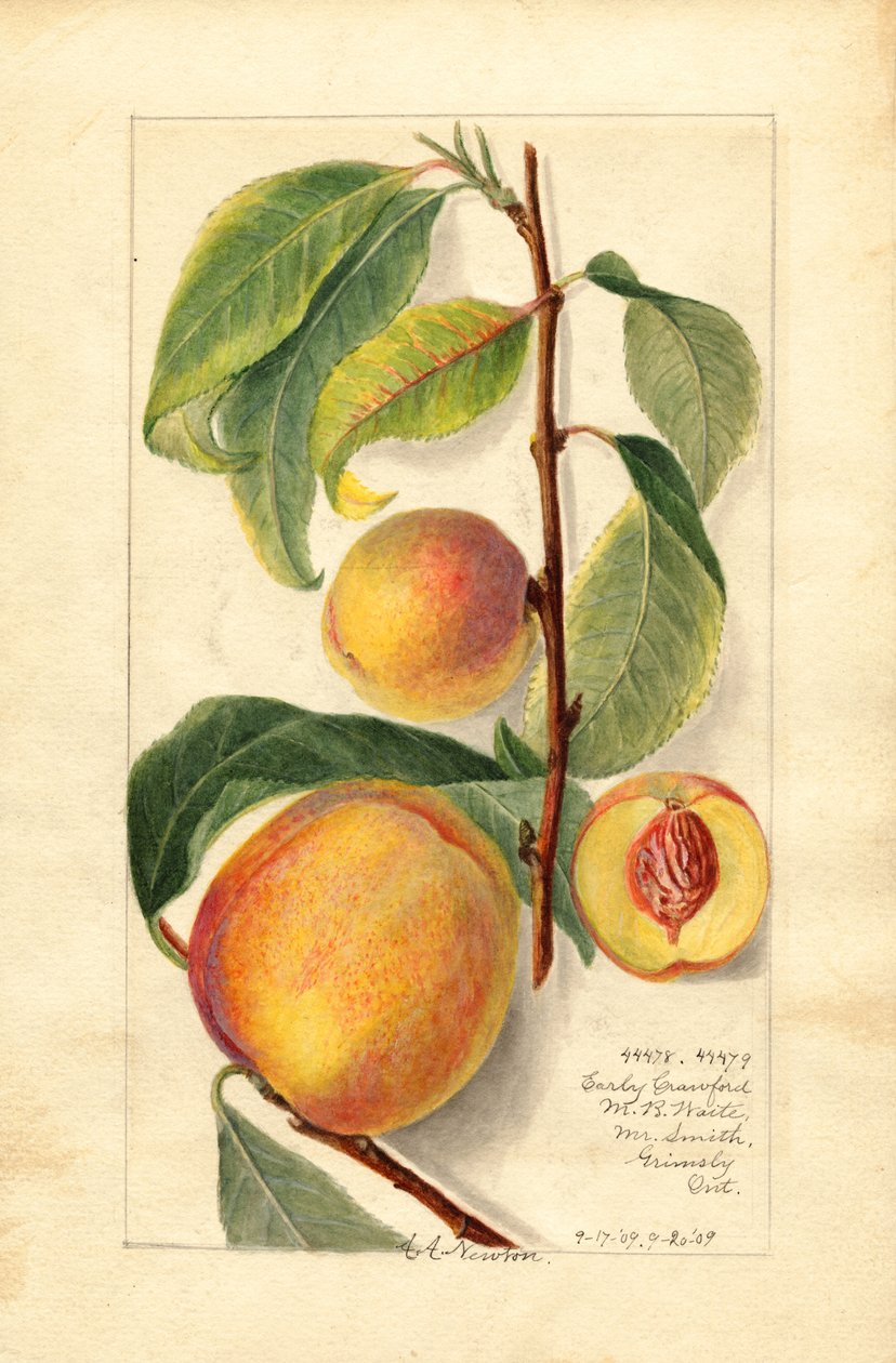 桃子（Prunus persica）（水彩画） 作者 阿曼达·阿尔米拉·牛顿
