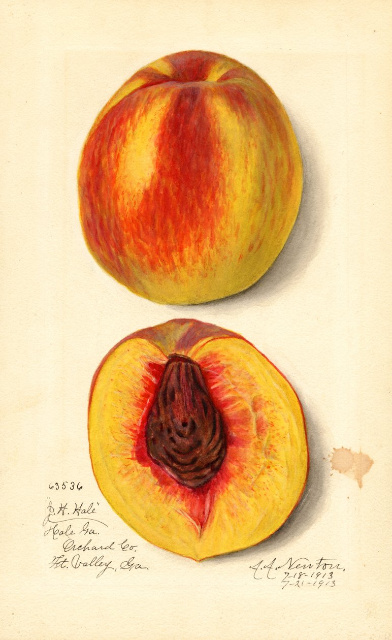 桃子（Prunus persica：J.H. Hale）（水彩画） 作者 阿曼达·阿尔米拉·牛顿