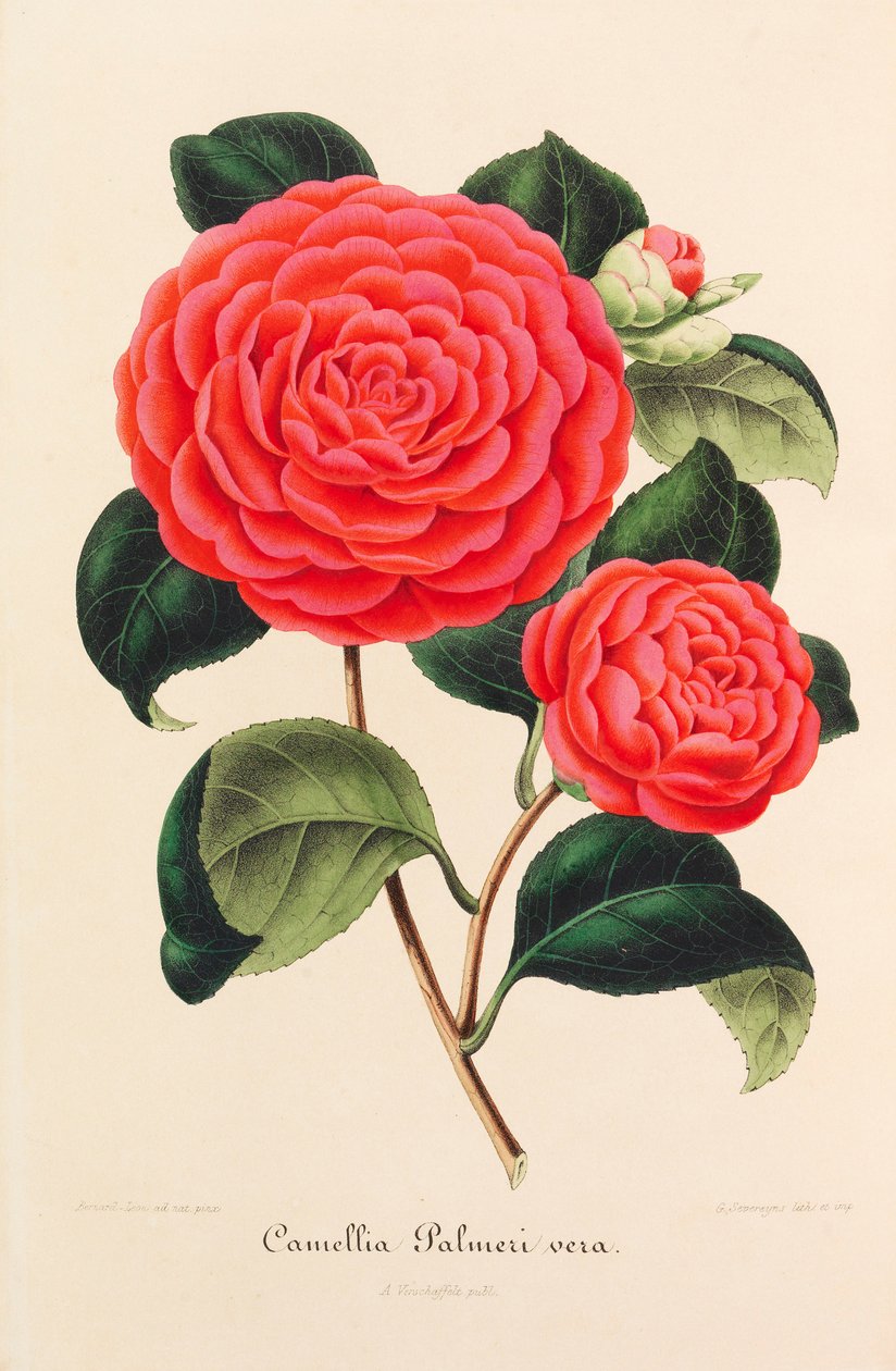 山茶花的新图像学，1850-1860。 作者 安布罗斯·亚历山大·弗沙菲尔特
