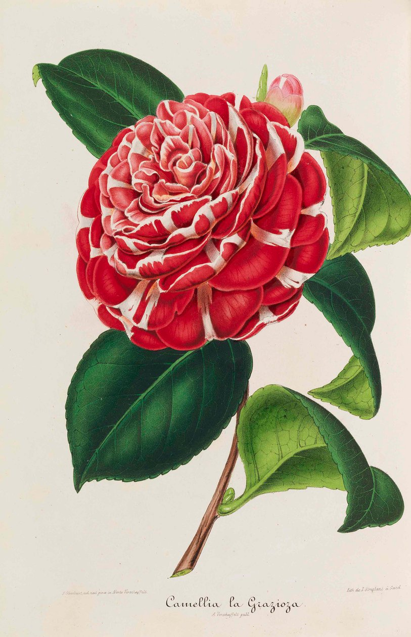 山茶花的新图像学，1850-1860。 作者 安布罗斯·亚历山大·弗沙菲尔特
