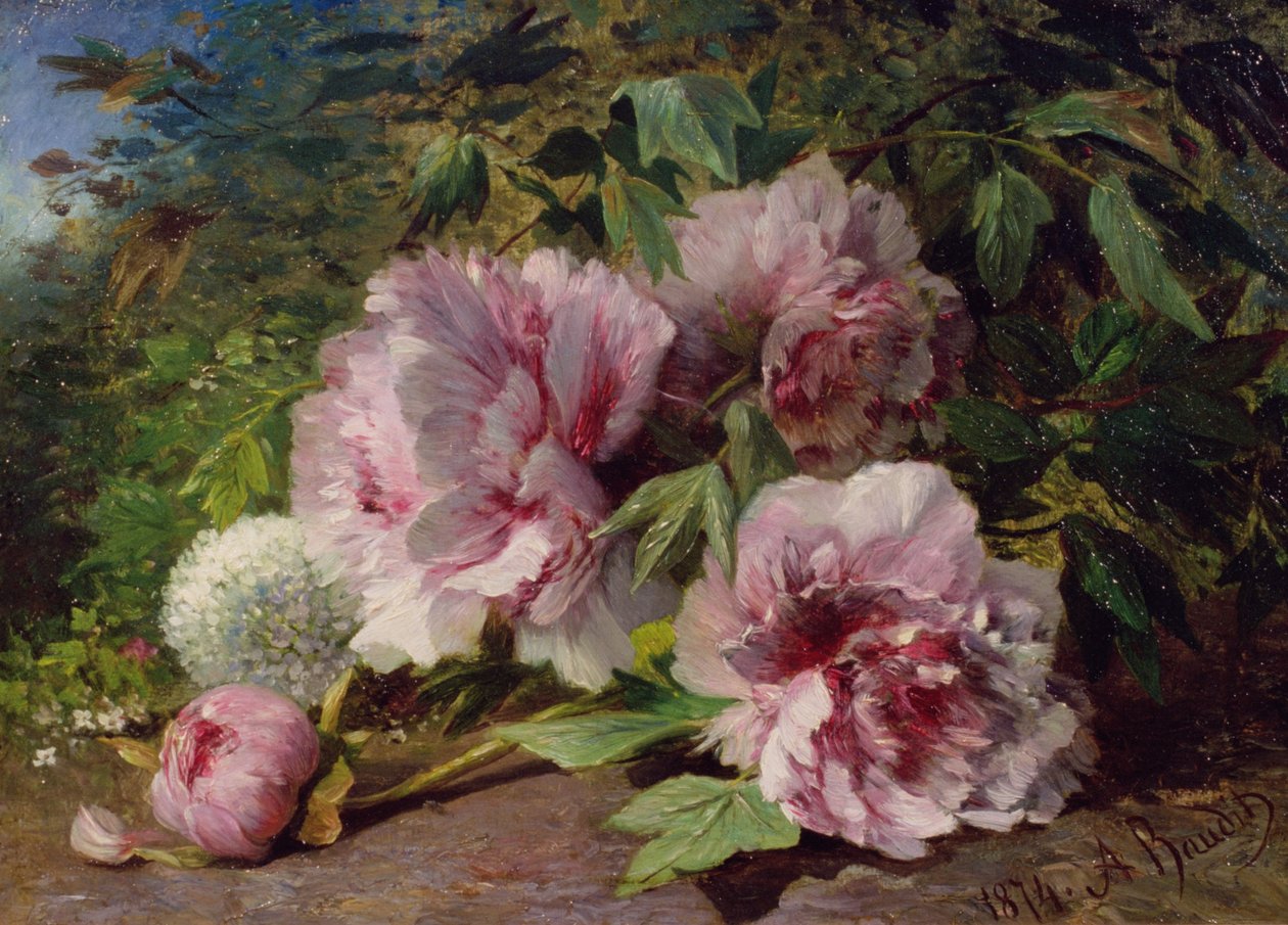 牡丹研究，1874年 作者 阿米迪·鲍迪（Amedee Baudit）