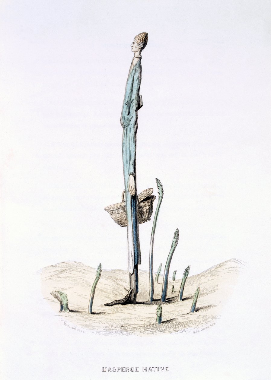 Hasty Asparagus，来自&39;L&39;Empire des Legumes，Memoires de Curcurbitus&39;，Eugene Nus和Meray Antoine，1851年（彩色雕刻） 作者 阿米迪·瓦林（Amedee Varin）