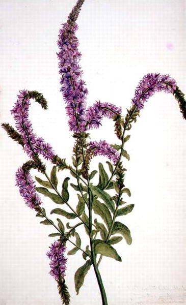 PD.128-1973f.11 紫穗柳草（Epilobium）1787（水彩和水粉）。 作者 阿米莉亚·范库特（Amelia Fancourt）