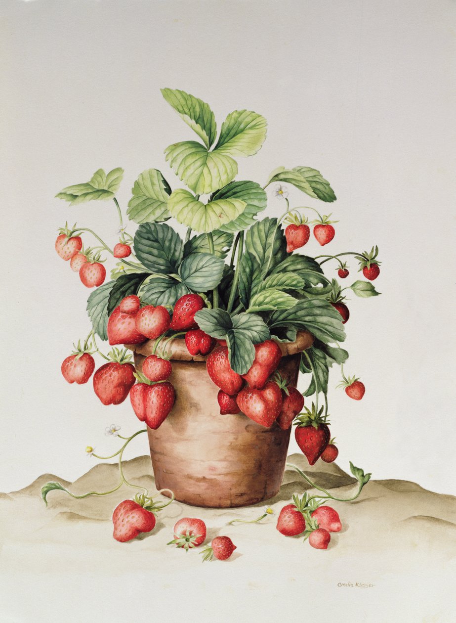 草莓在一个锅里，1998年（纸上wc） 作者 阿米莉亚·克莱瑟（Amelia Kleiser）