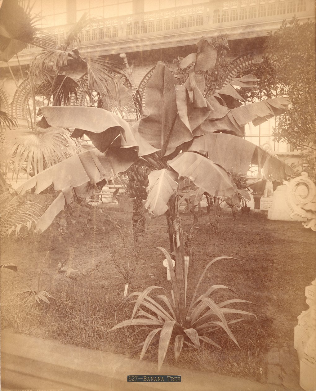 香蕉树，宾夕法尼亚州百年展，1876年（银蛋白印刷） 作者 美国摄影师