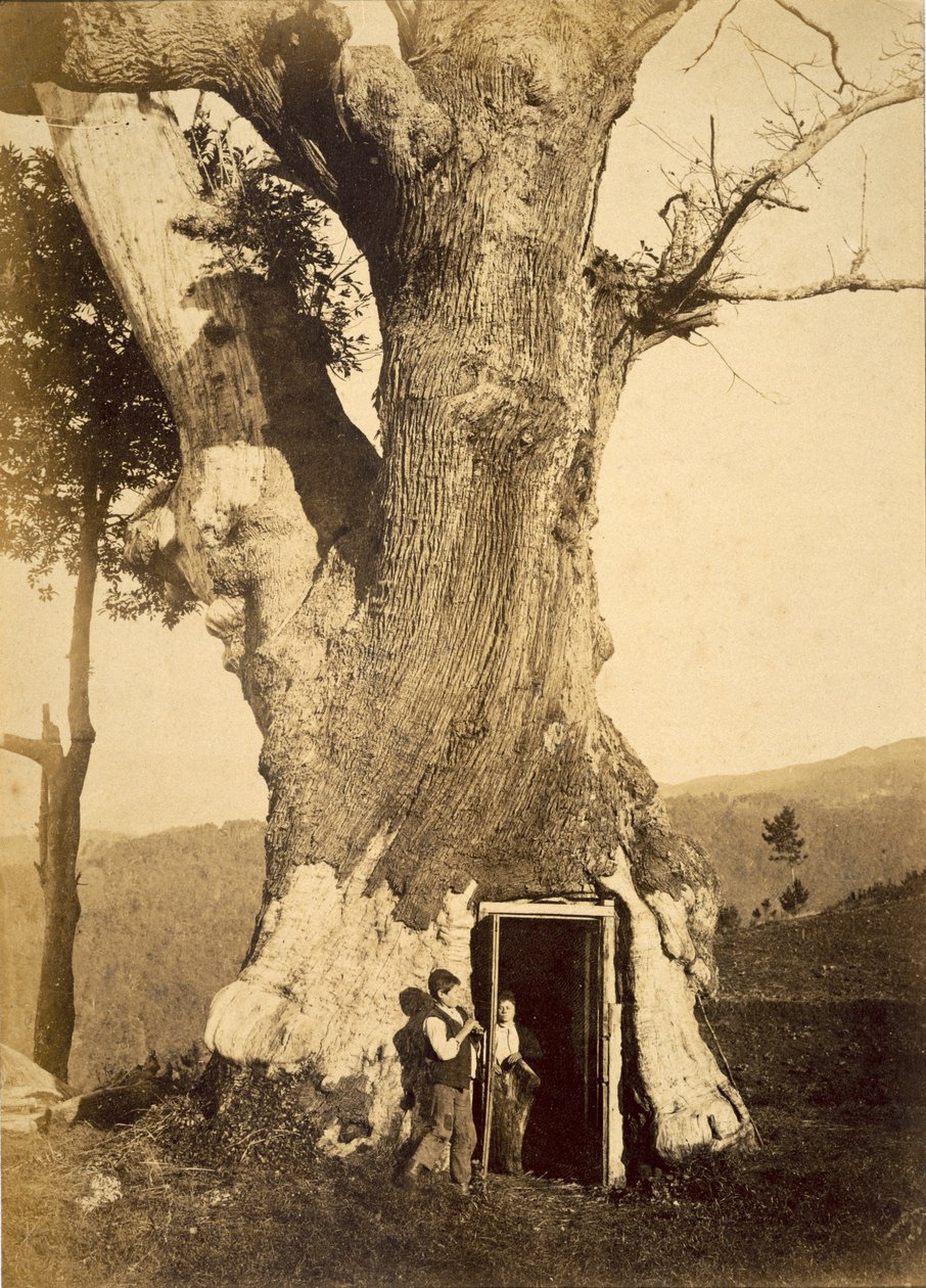 两个男孩在他们树屋的门口，1870-80 作者 美国摄影师
