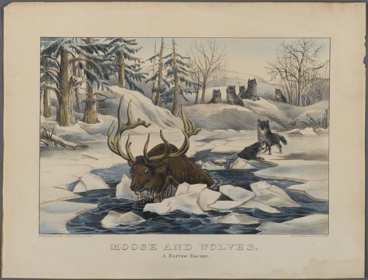 纽约Currier＆Ives出版的Moose and Wolves，一个狭窄的逃脱（手工彩色光刻） 作者 美国学校
