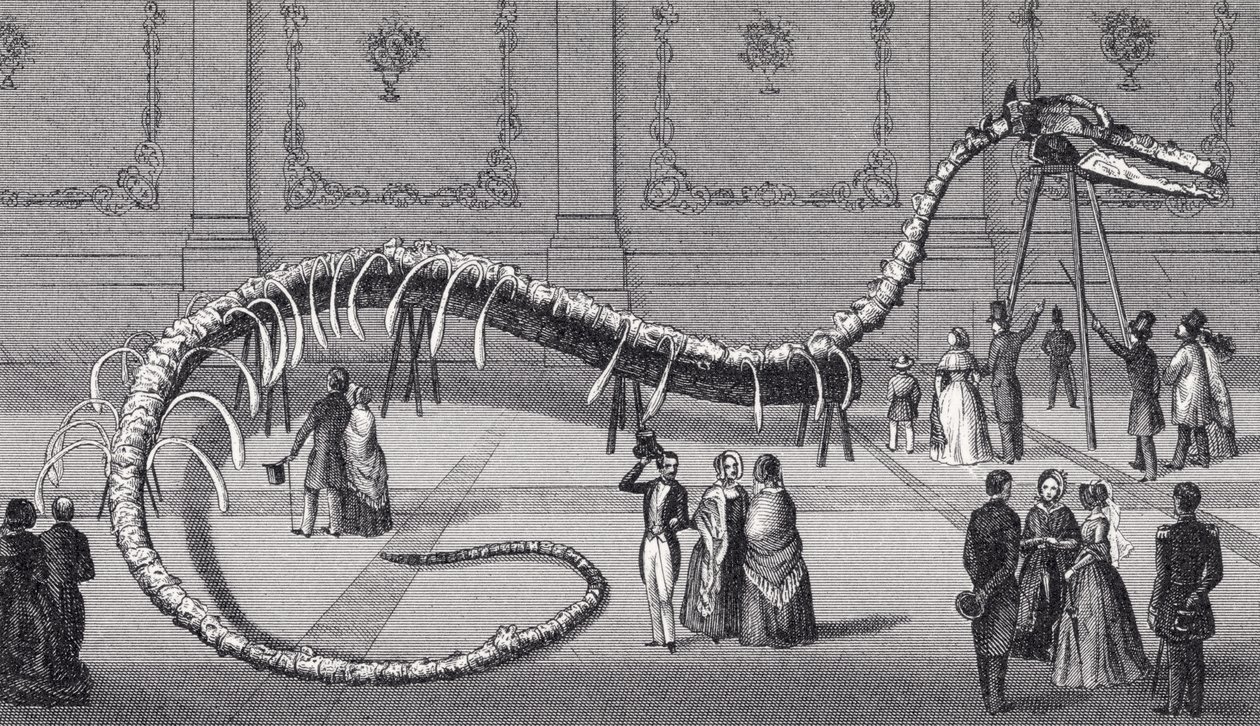 114英尺长的假海蛇的骨架&39;Hydrarchos harlani&39;，c.1845 作者 美国学校
