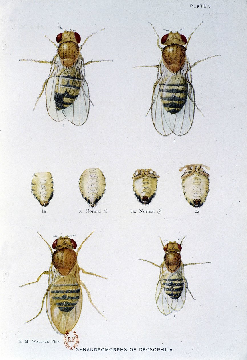 Abeilles - 载于《对黑腹果蝇遗传学的贡献》，托马斯-H-摩根 作者 美国学校
