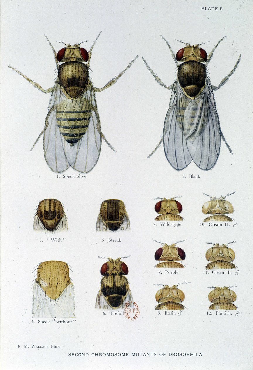 Abeilles - in “” Contributions to the genetics of drosophila melanogaster””, Thomas H. Morgan 作者 美国学校