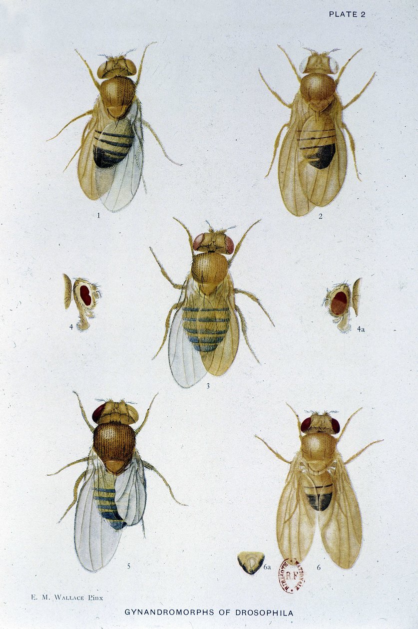 Abeilles - 在“对黑腹果蝇遗传学的贡献”中，Thomas H. Morgan 作者 美国学校
