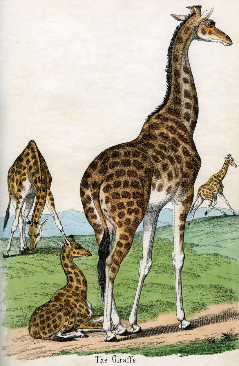 Antique Print of Giraffes 作者 美国学校