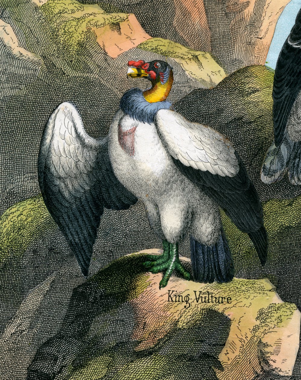 Antique Print of a King Vulture 作者 美国学校