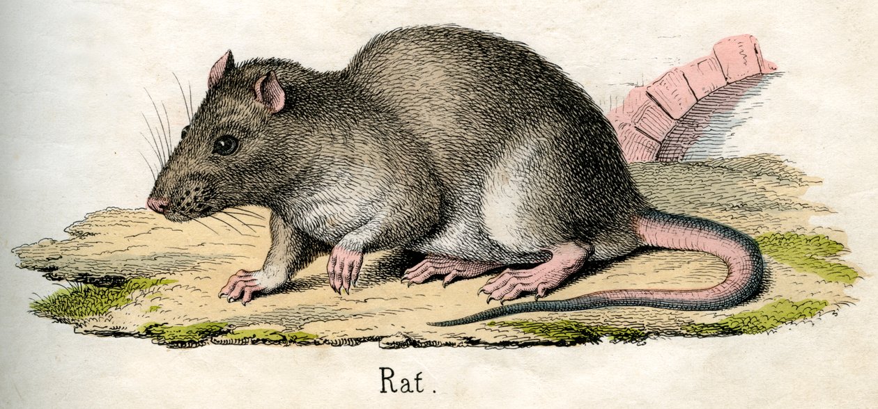 Antique Print of a Rat 作者 美国学校