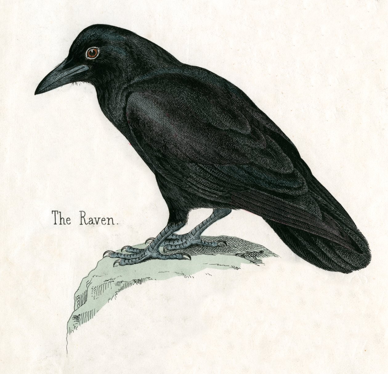 Antique Print of a Raven 作者 美国学校