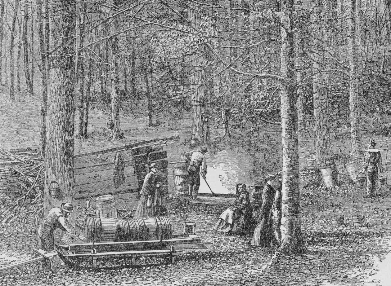 在Maple Syrup Camp，1867年的“Harper&39;s Weekly”插图，来自&39;The Pageant of America，Vol.3&39;，作者：Ralph Henry Gabriel，1926 作者 美国学校