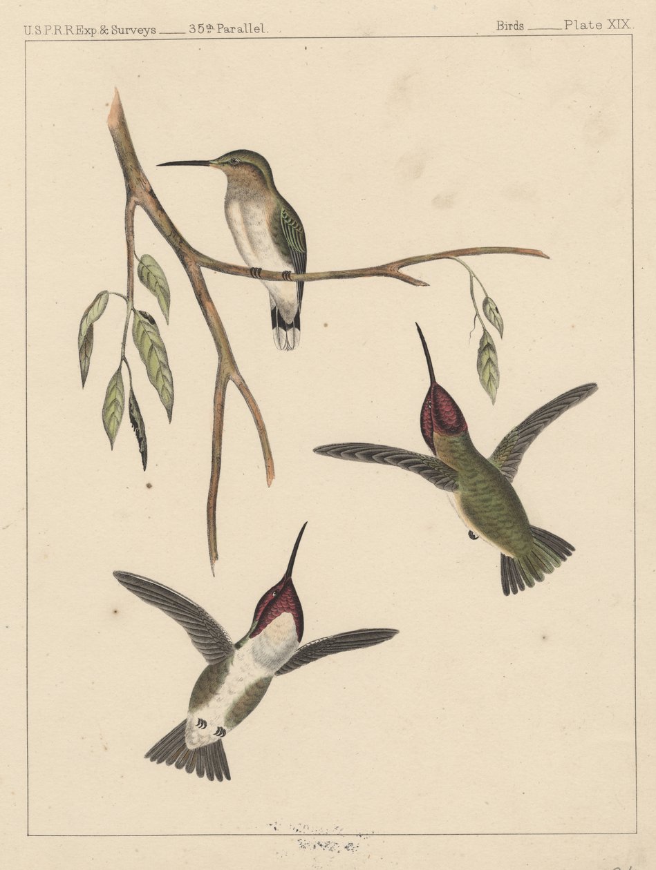 鸟类，板块XIX，1855 作者 美国学校
