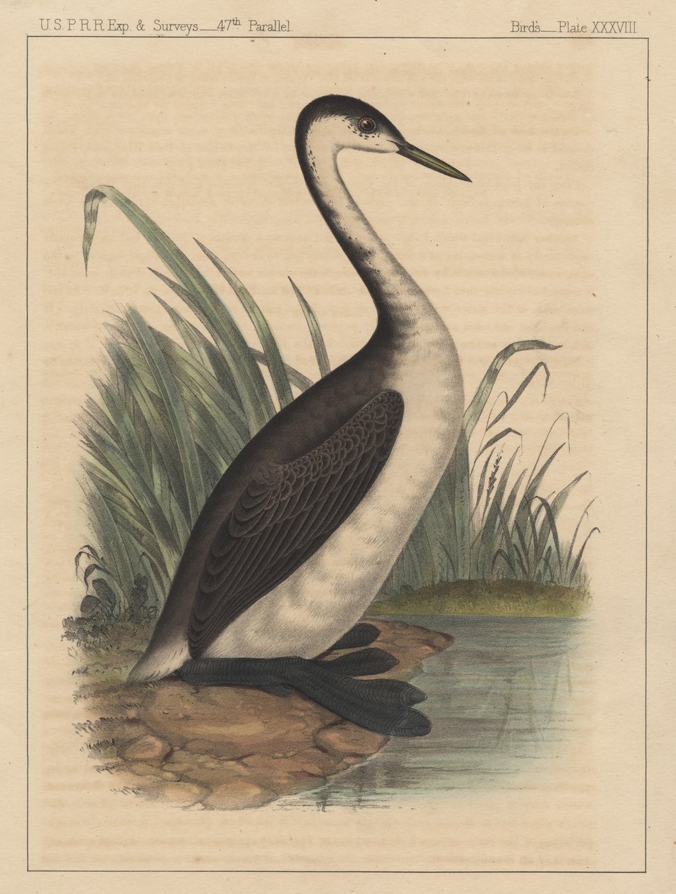 鸟，板XXXVIII，1855 作者 美国学校