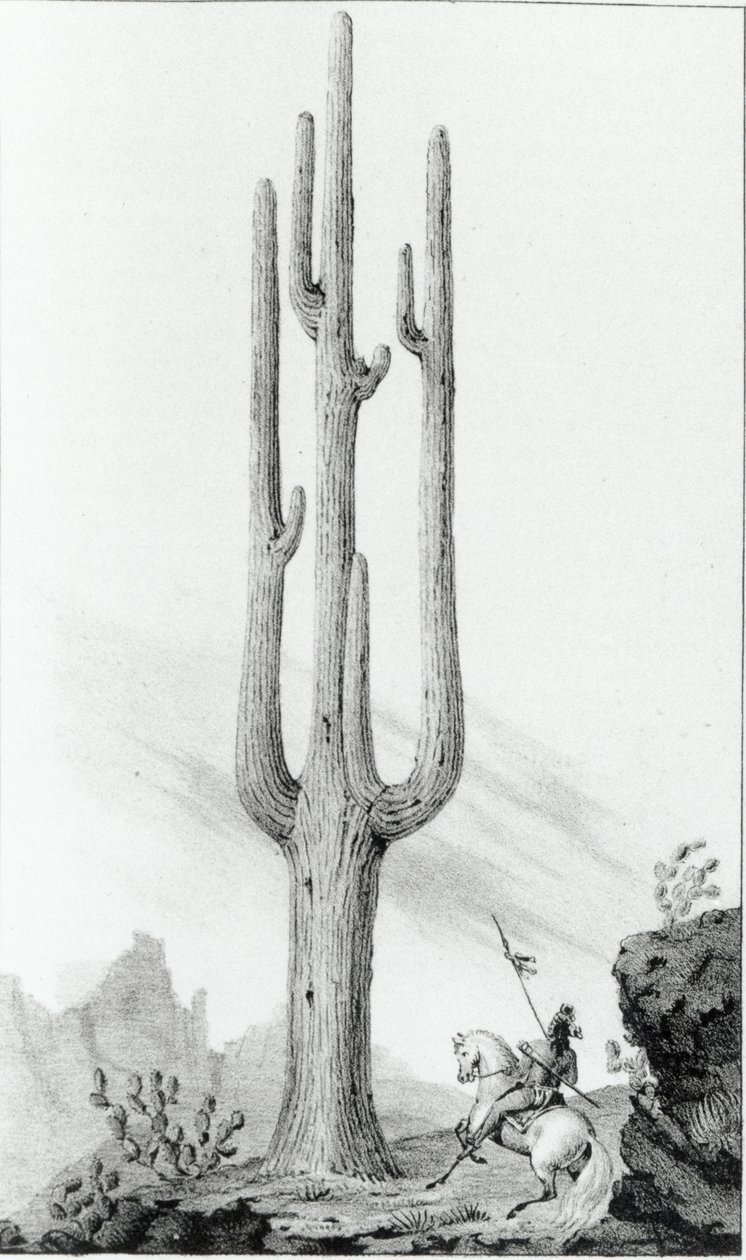 Cereus Giganteus 作者 美国学校