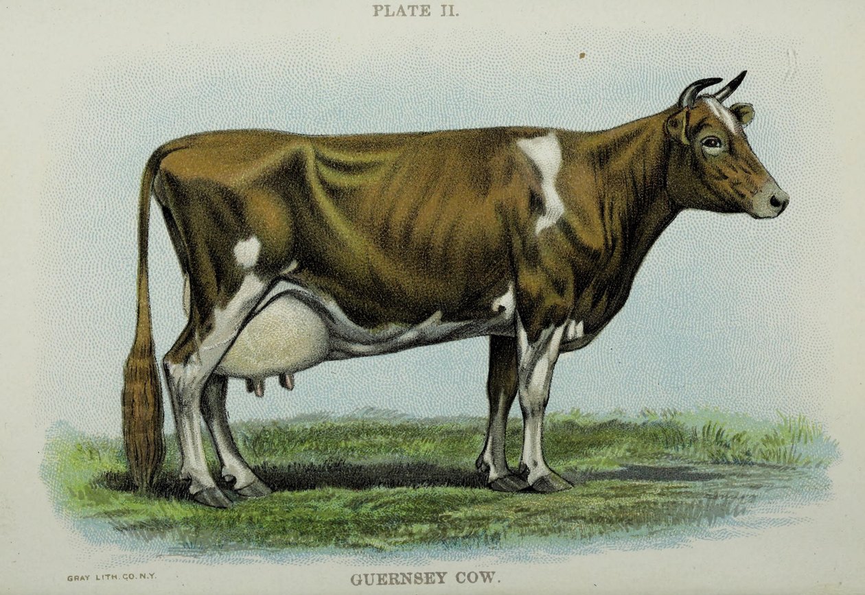 Guernsey Cow, from 
