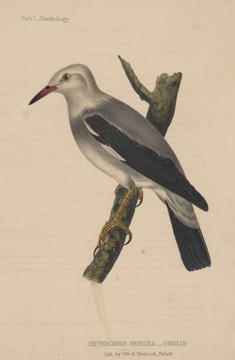 Heterornis Sericea（Gmelin），1855年 作者 美国学校