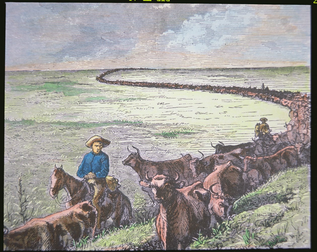 Longhorn 牛从德克萨斯州驱车到堪萨斯州阿比林，约 1870 年代（彩色石版画） 作者 美国学校