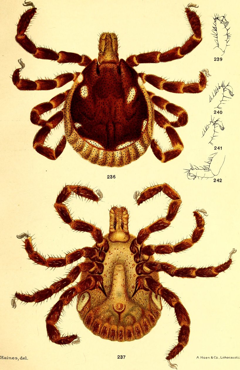雄性Ablyomma Americanum，插图来自D.E. Salmon和Charles Wardell的《美国牛蜱（Ixodoidea）》。 作者 美国学校