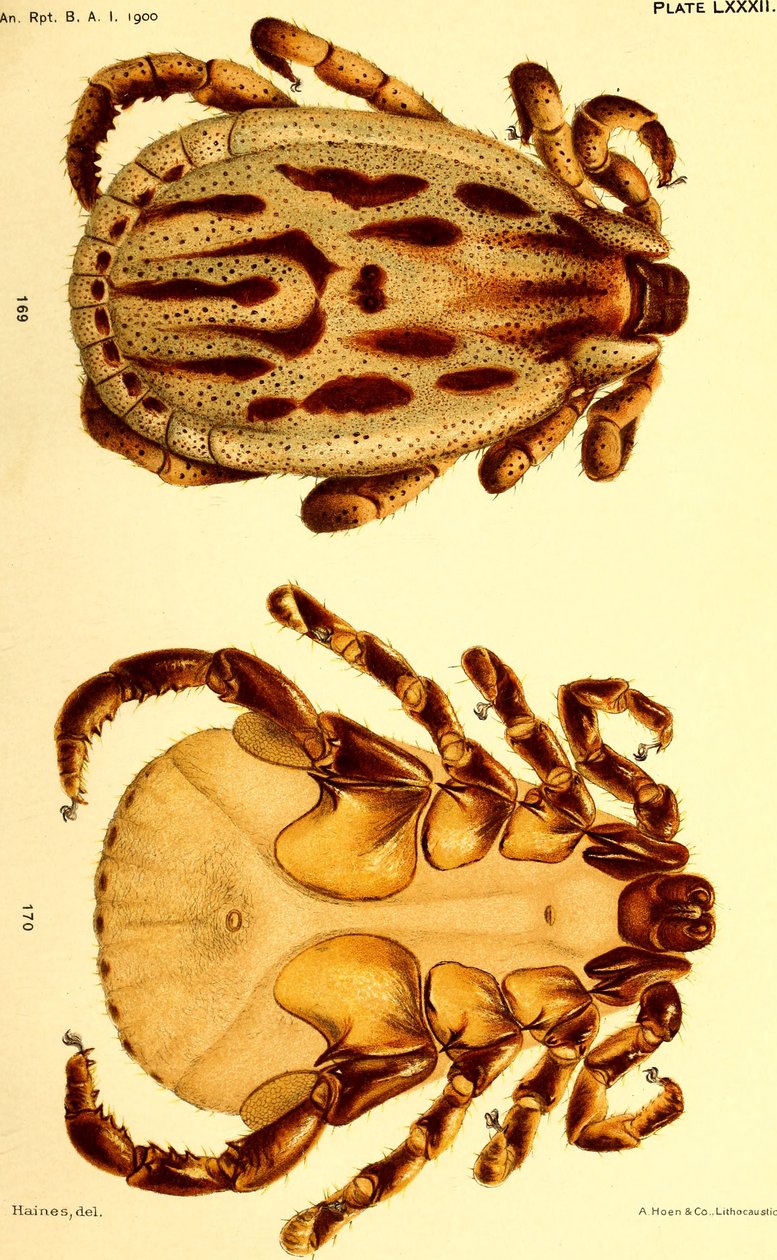 Male Dermacentor reticulatus, illustration from "Cattle ticks (Ixodoidea) of the United States" 作者 美国学校