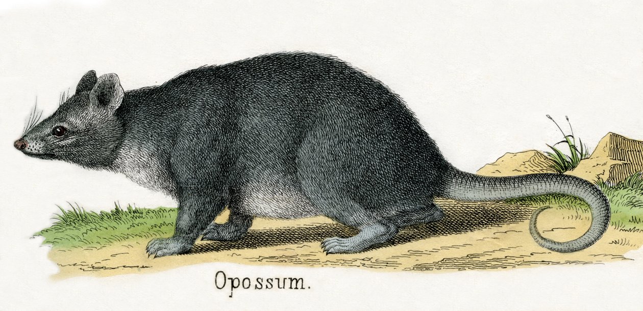Opossum, from The Natural History of Animals 作者 美国学校