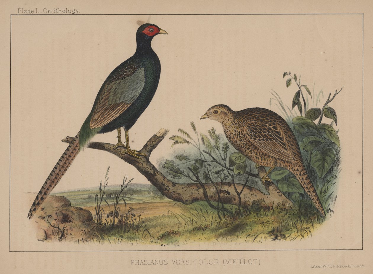 Phasianus Versicolor (Vieillot) 作者 美国学校