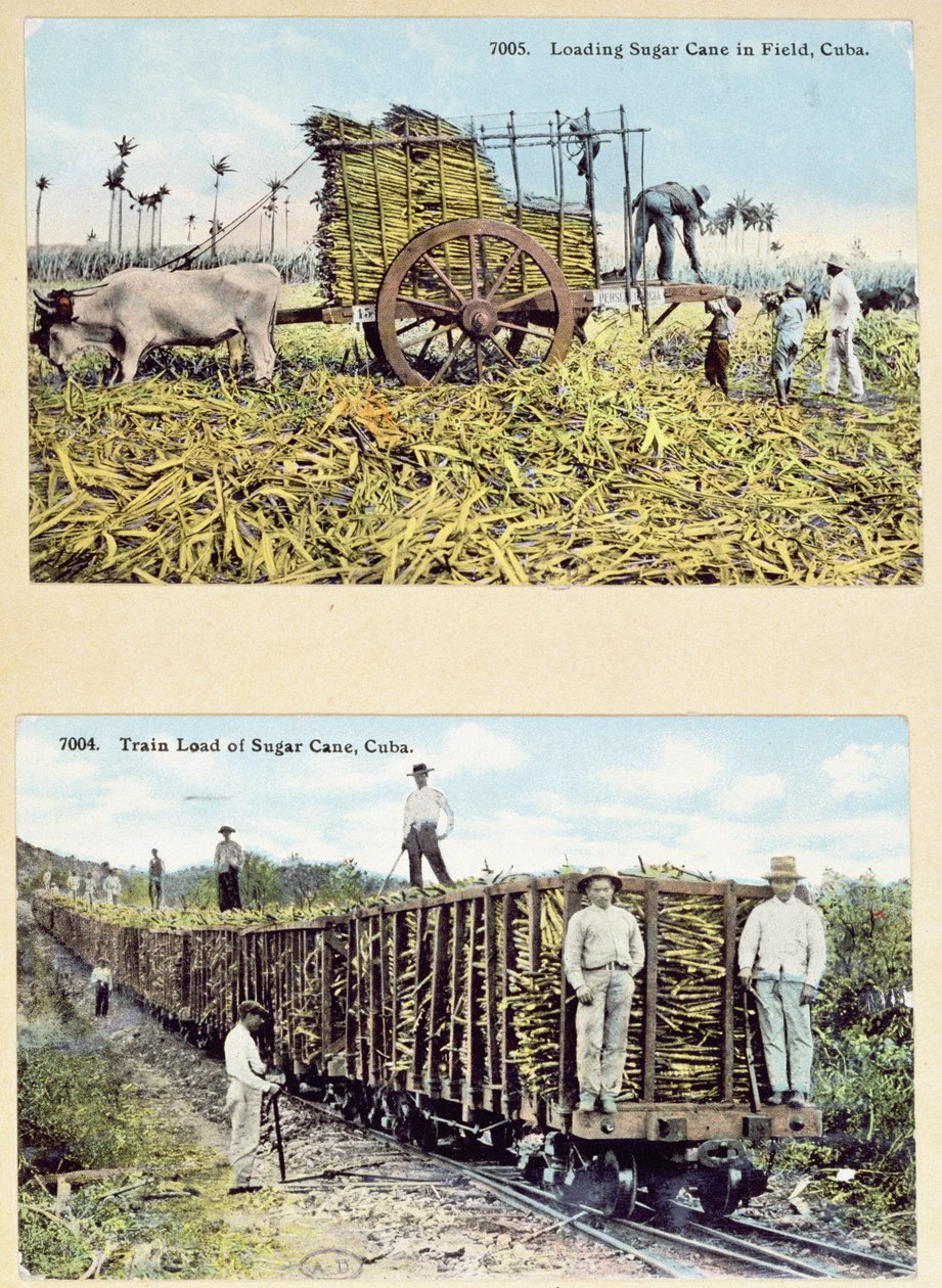 描绘古巴甘蔗种植园的明信片，c.1910 作者 美国学校
