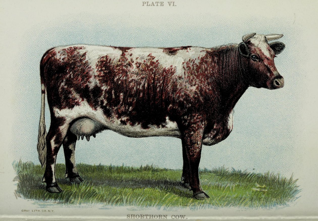 短角牛，来自雅各比·比格（Jacob Biggle）的《比格·牛书》（Biggle Cow Book），1898年 作者 美国学校