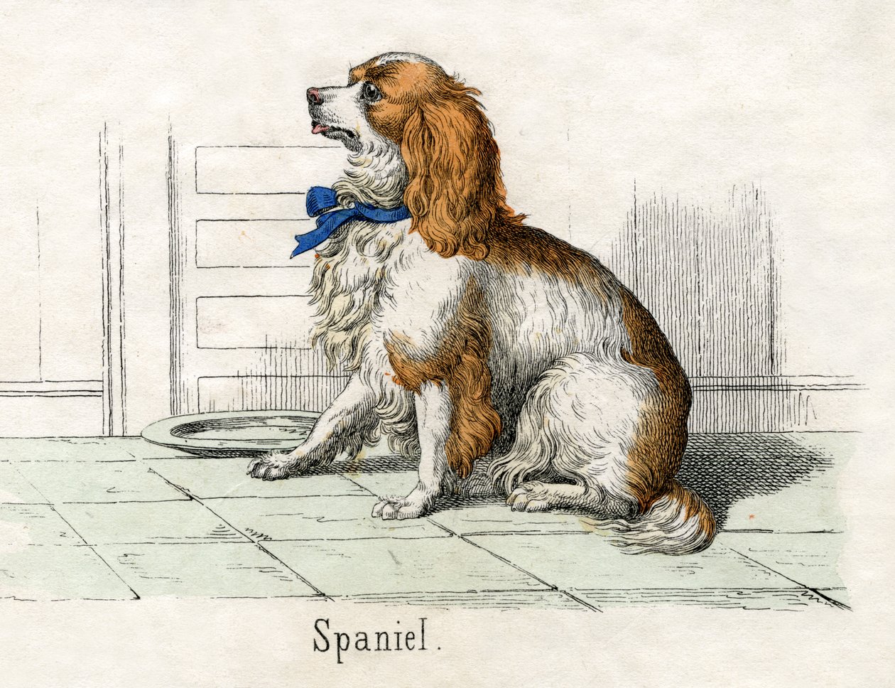 Spaniel, from The Natural History of Animals 作者 美国学校