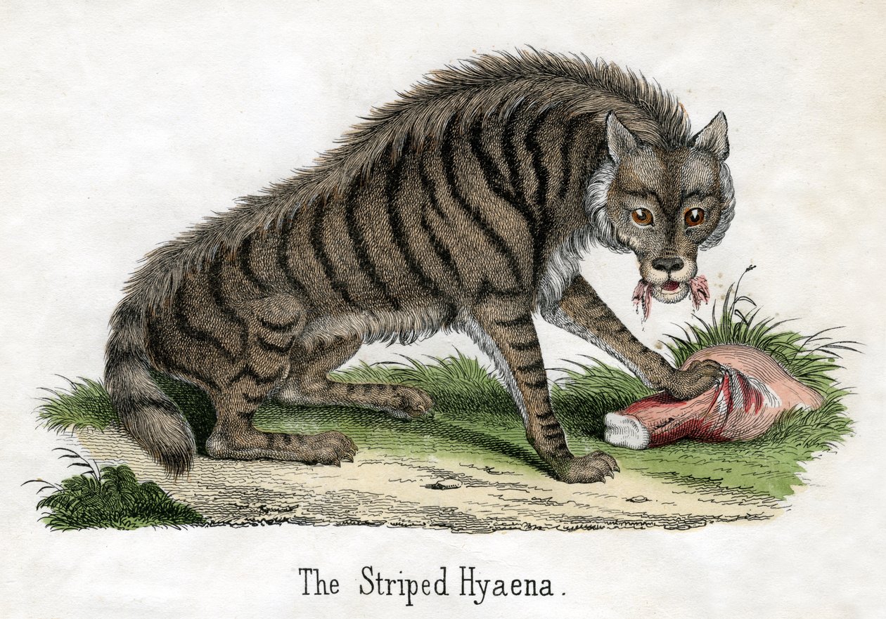 Striped Hyena, from The Natural History of Animals 作者 美国学校