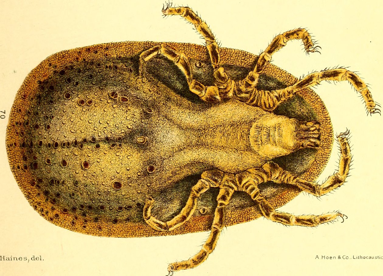 Ventral view of Argus Miniatus, illustration from "Cattle ticks (Ixodoidea) of the United States" by D. E. Salmon and Charles Wardell 作者 美国学校