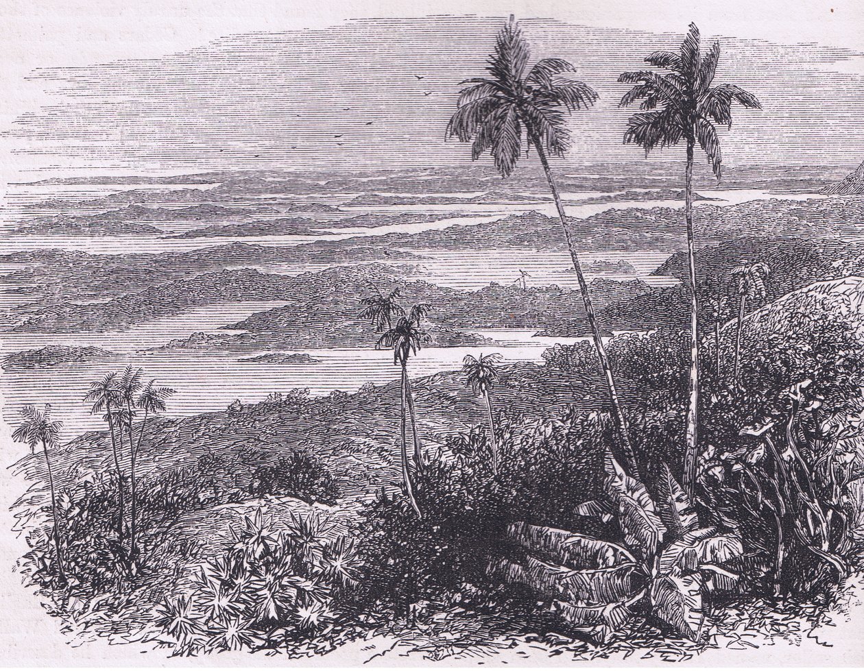 百慕大群岛的景色，插图来自Cassell的《美国历史》，由Petter & Galpin出版，约1890年（平板）。 作者 美国学校