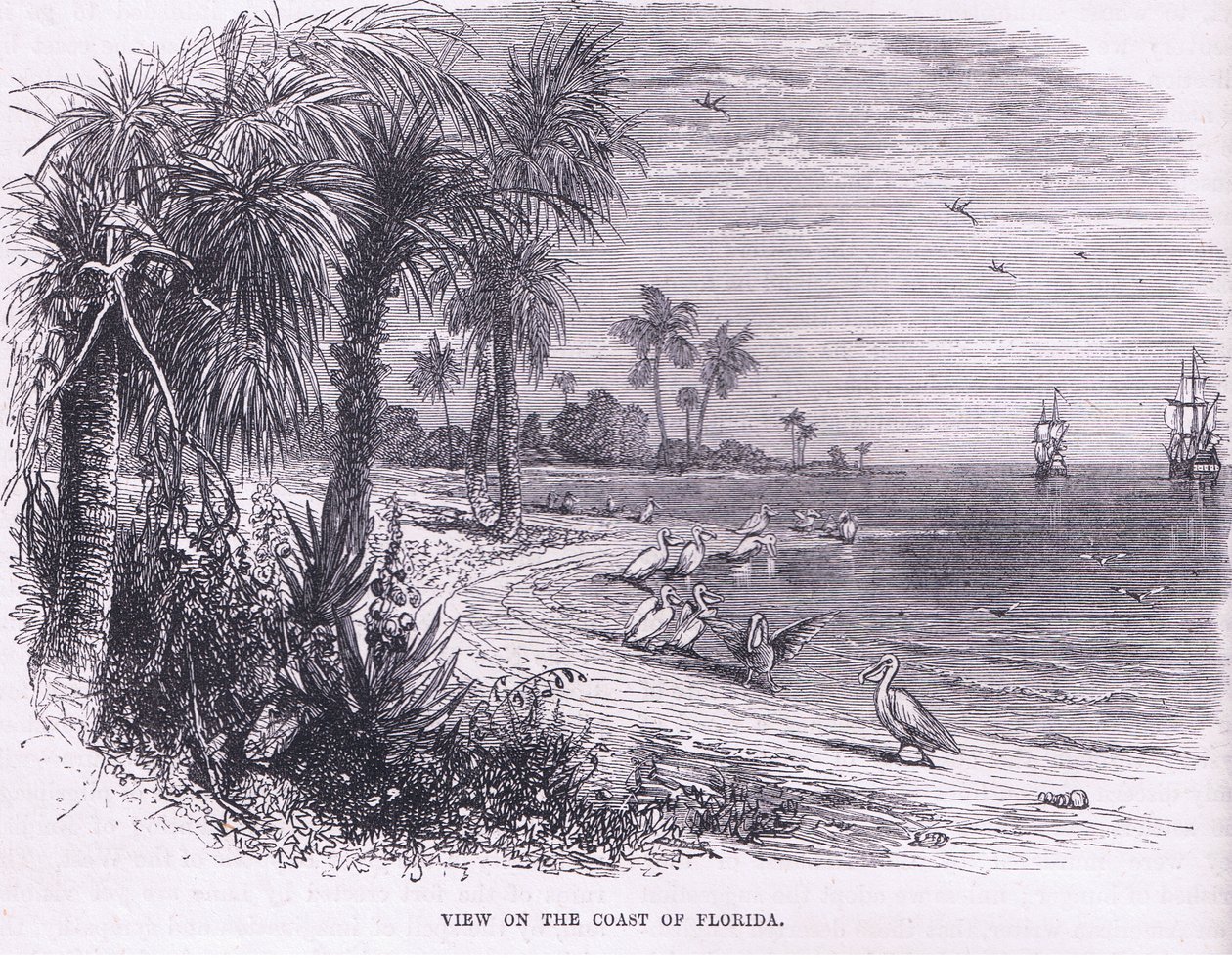 佛罗里达海岸的景色，插图来自卡塞尔的美国酒吧历史。 由 Petter & Galpin c.1890 (石版画) 作者 美国学校
