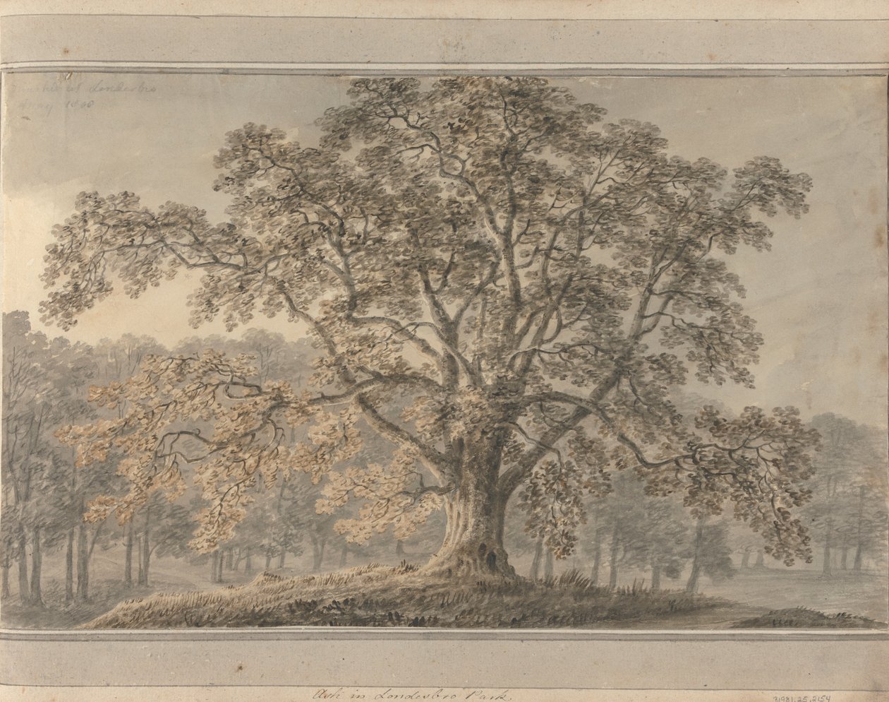 英格兰、苏格兰和威尔士的风景：朗德斯布罗公园的白蜡树，1800 年 5 月 作者 阿莫斯·格林（Amos Green）