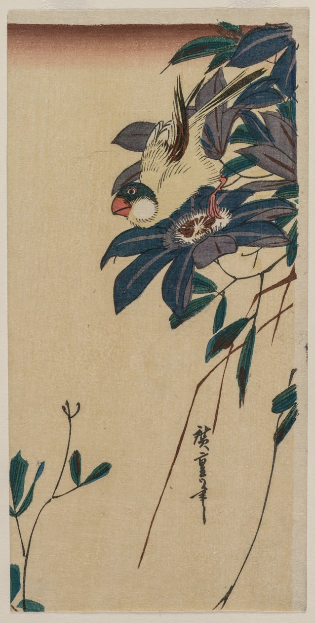 蜡嘴鸟和铁线莲，1830年代中期。 作者 安藤广重