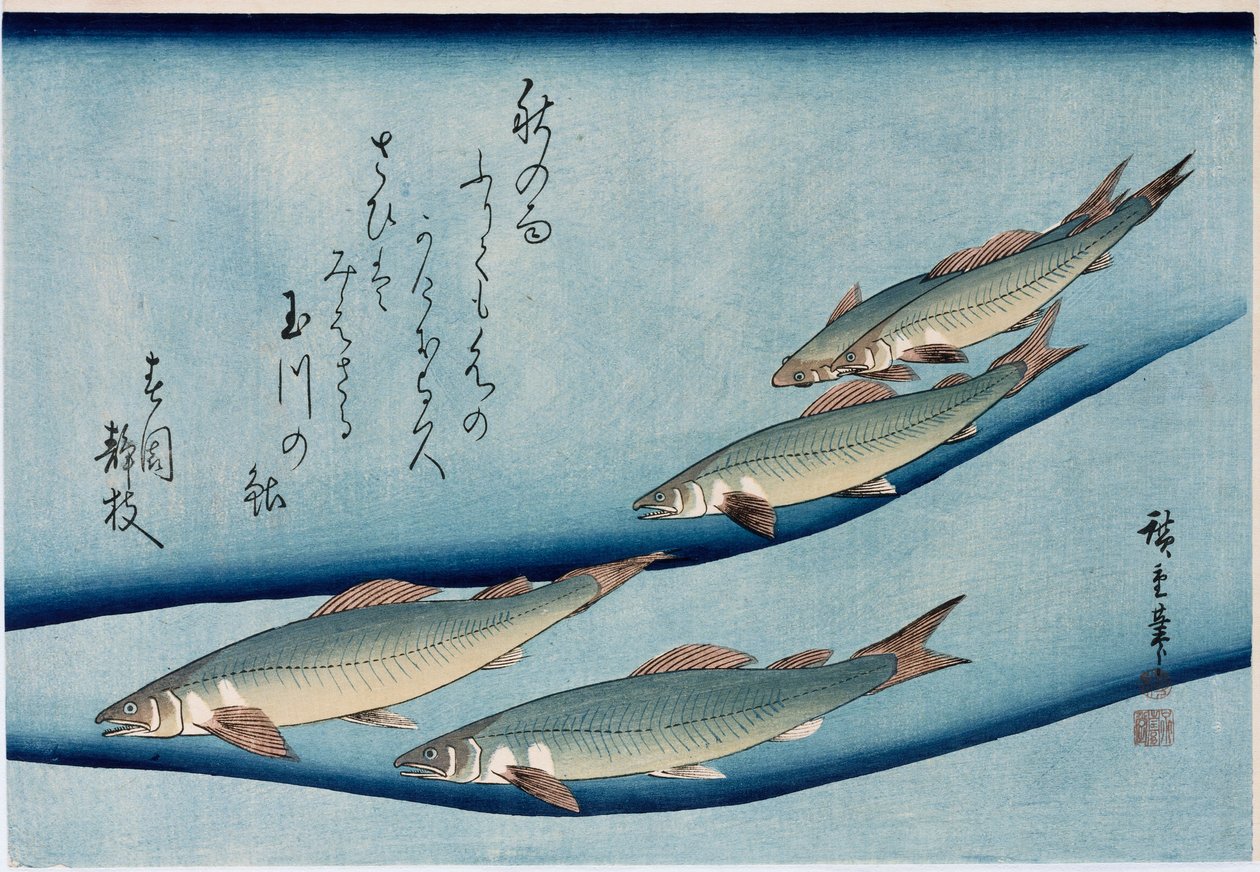 “河鳟”，来自“鱼的收藏”系列 作者 安藤或歌川广重