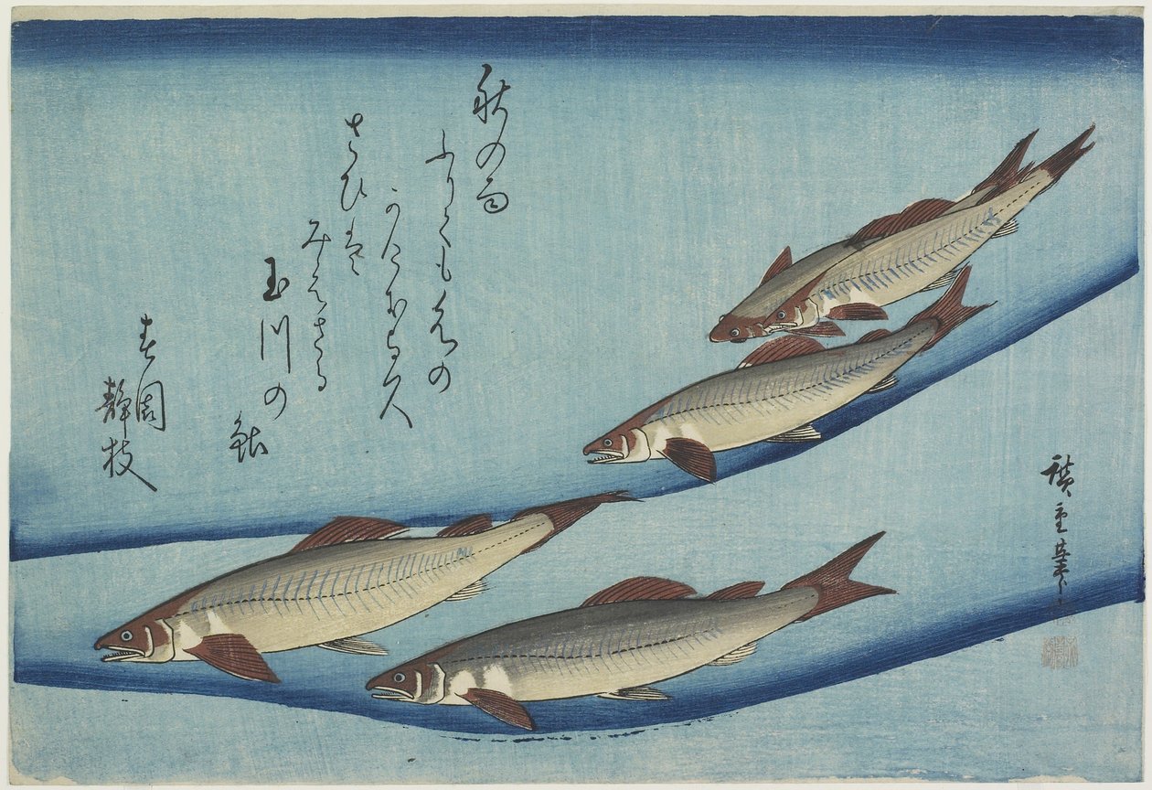 鳟鱼 作者 安藤或歌川广重