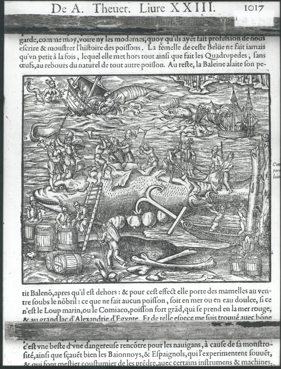1575年安德烈·威特（Andre Thevet）的“Cosmographie universelle”中的鲸鱼 作者 安德烈·塞维特（Andre Thevet）
