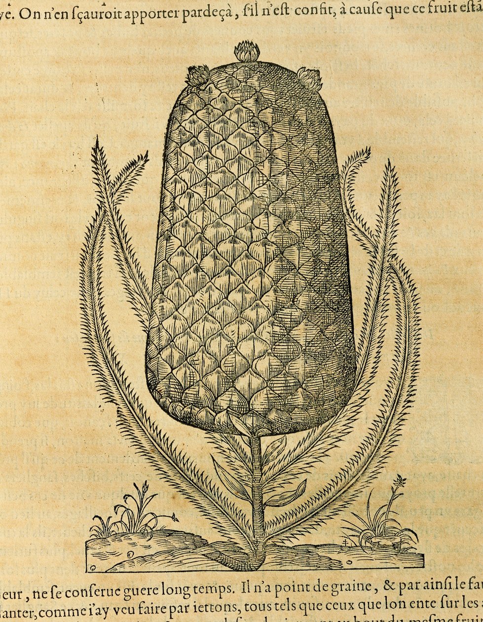 菠萝（ananas comosus），Andre Thevet的雕刻作品 作者 安德烈·塞维特（Andre Thevet）