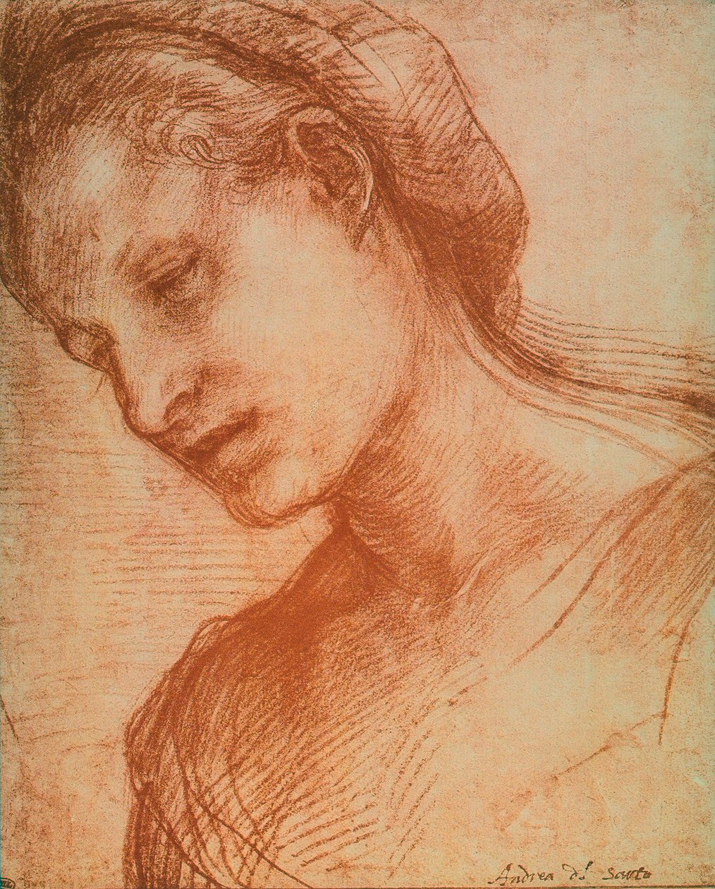 女人头 作者 安德里亚·德尔·萨托（Andrea del Sarto）