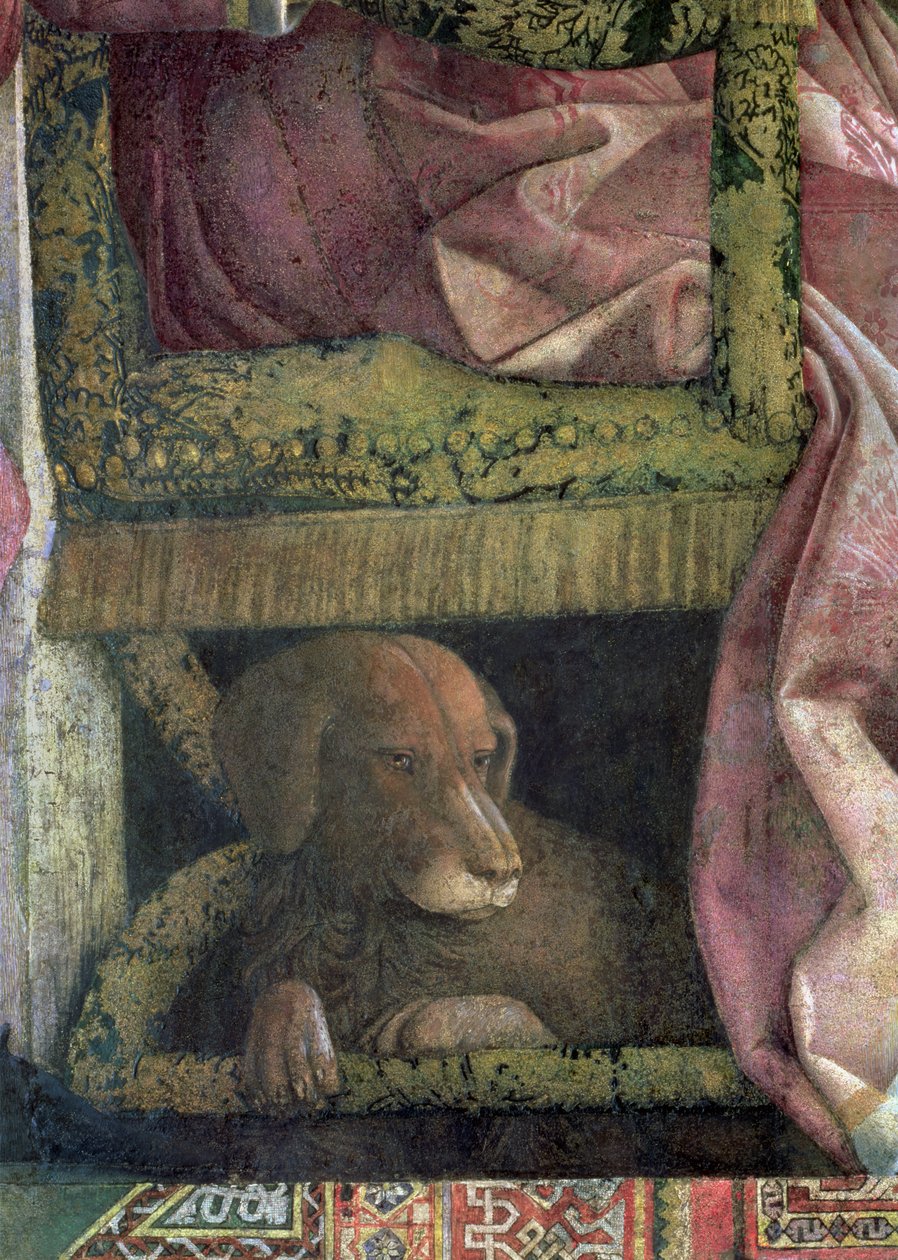 Rubino，Mantua的Marchese Ludovico Gonzaga III和他的家人最爱的狗，来自相机degli Sposi或Camera Picta，1465-74壁画细节78461 作者 安德里亚·曼特尼亚（Andrea Mantegna）