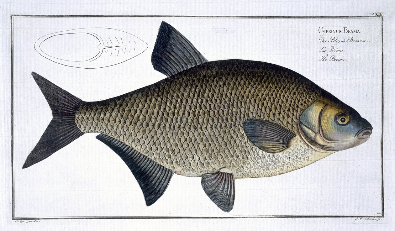 鲷鱼（Cyprinus Brama）平面XIII来自&39;鱼类学，或一般自然历史和特殊鱼类&39;，由Marcus Elieser Bloch（1723-99），由Gabriel Bodenehr（1673-1766）雕刻，出版 作者 安德鲁·路德维希·克鲁格