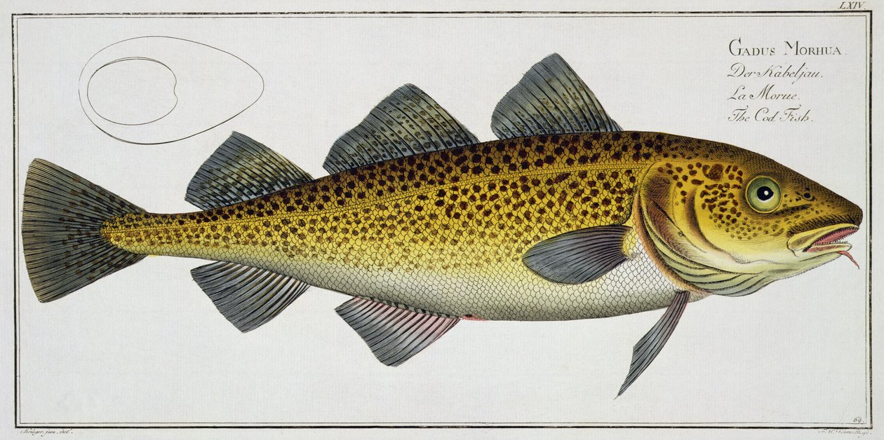 鳕鱼（Gadus Morhua）来自&39;鱼类学，或一般和特殊的鱼类自然史&39;的LXIV，由Marcus Elieser Bloch（1723-99）出版，出版于1785-99 作者 安德鲁·路德维希·克鲁格